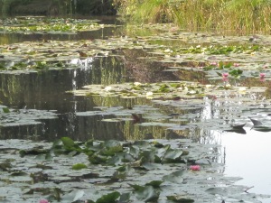 Claude Monet's Garden Lily Pond (2)